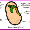 Parts Of A Seed (Word Search)